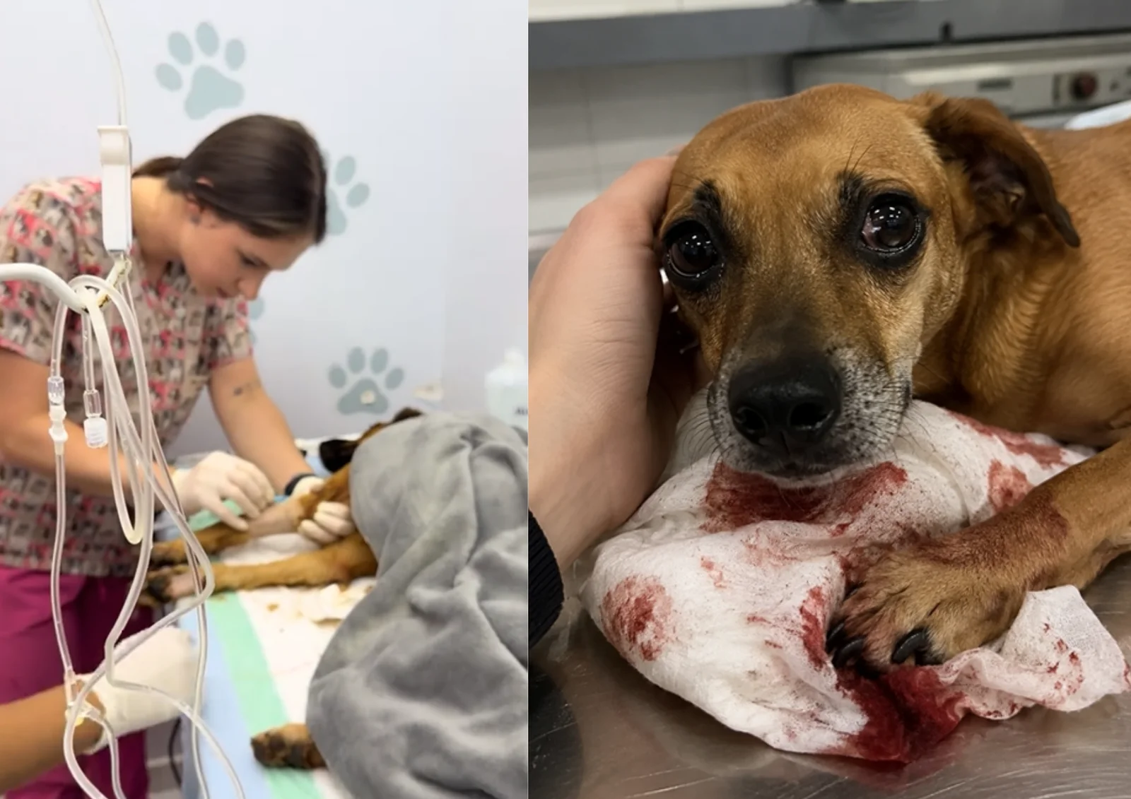 Sophie recibiendo atención veterinaria
